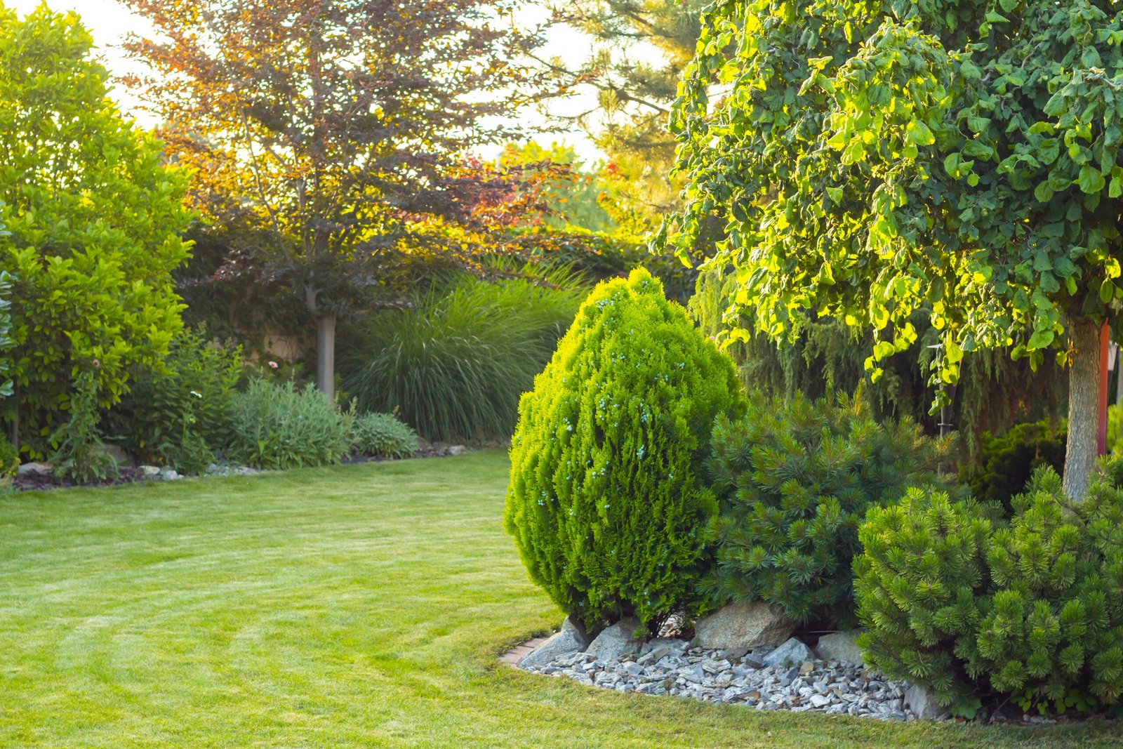 Home garden with decorative trees and plants