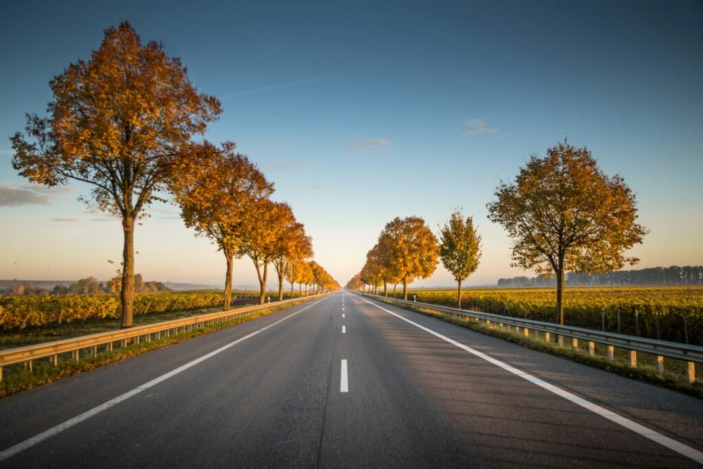 Empty country road stretching through trees in golden light.