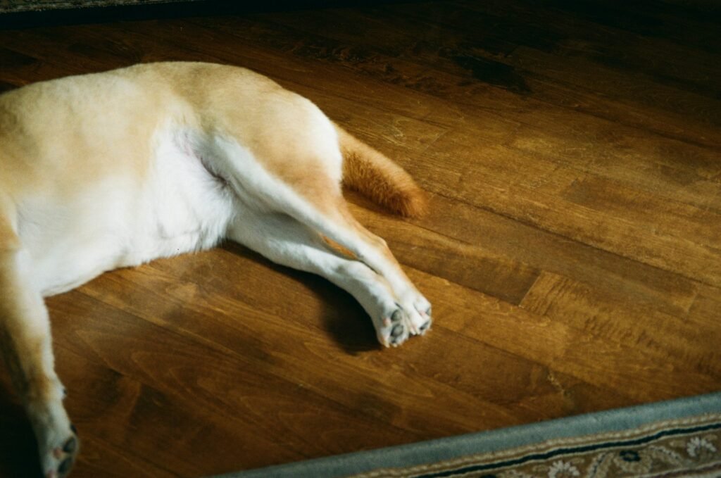 Golden dog resting on a warm hardwood floor.