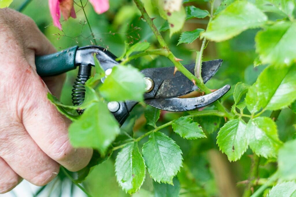 Hands pruning a leafy green branch with garden pruners.