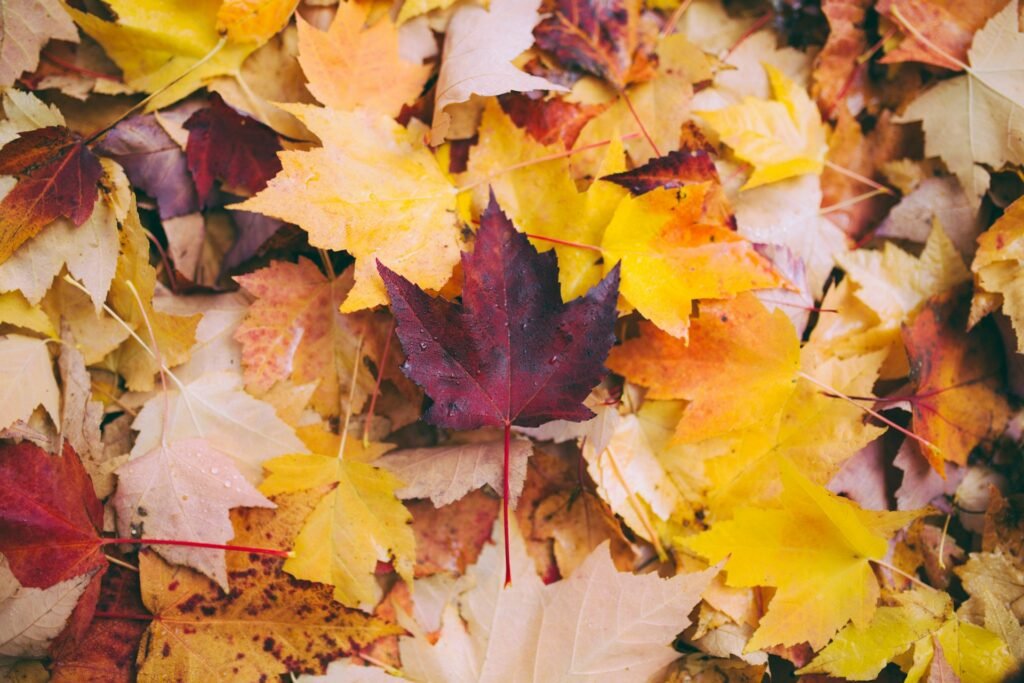 Colorful fallen autumn leaves on the ground.