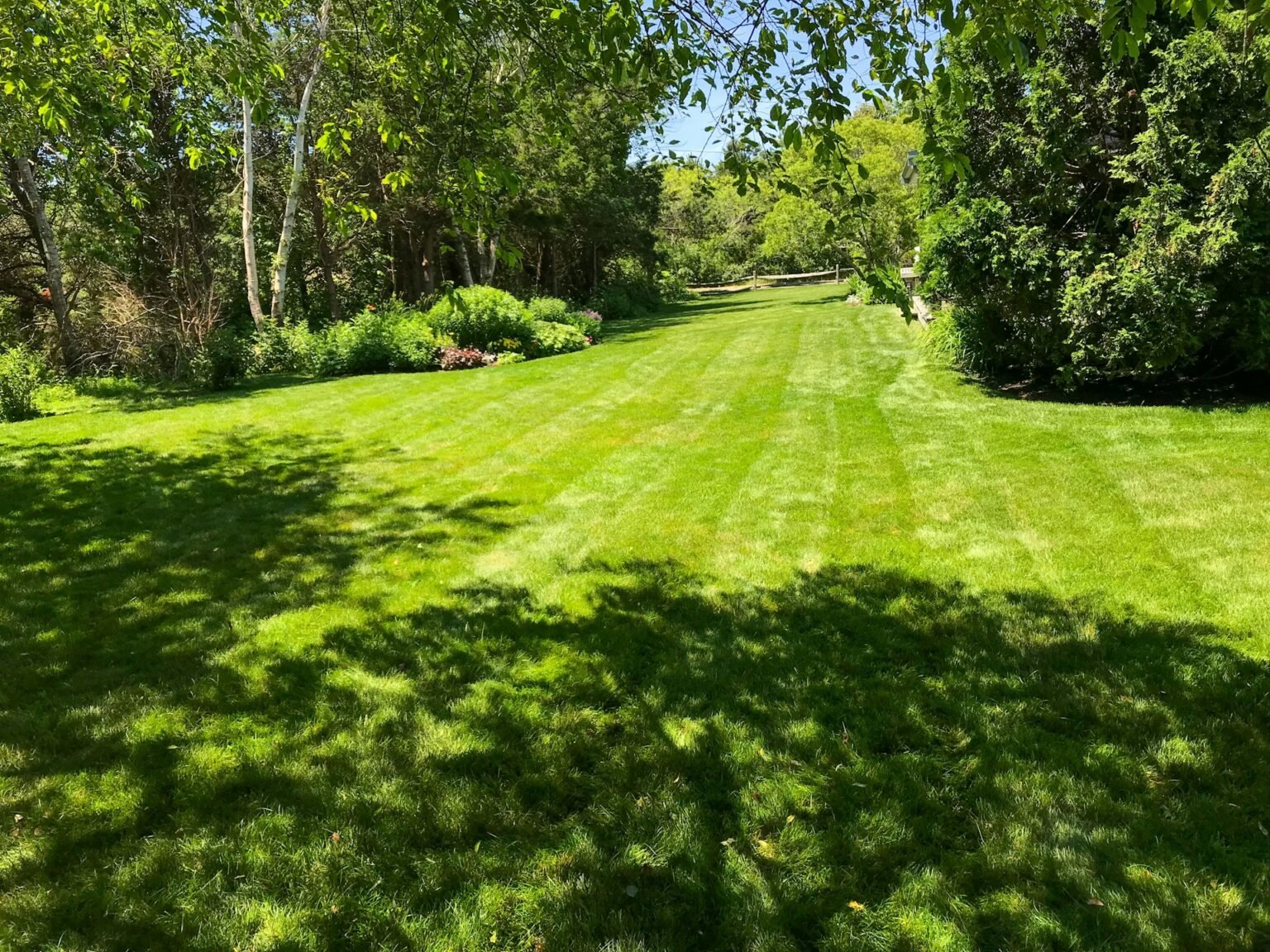 Freshly mown striped lawn in the sun with tall trees behind